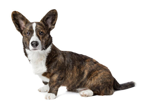 Welsh Corgi Cardigan Dog Breed Information Purina